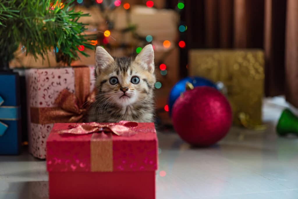 Kot to nie prezent - dlaczego nie adoptować kota na święta? 1 Kot to nie prezent
